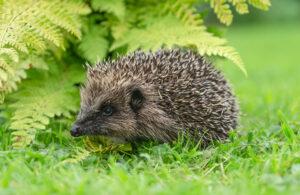 Accueillir un hérisson au jardin