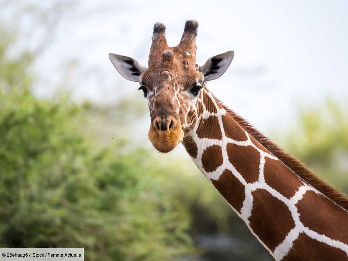 Un girafon naît sans tache : un événement rarissime