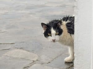 “Chat échaudé craint l’eau froide” : sens et origine de ce proverbe