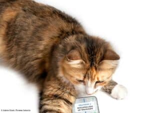 Traceurs pour chats : 4 modèles testés