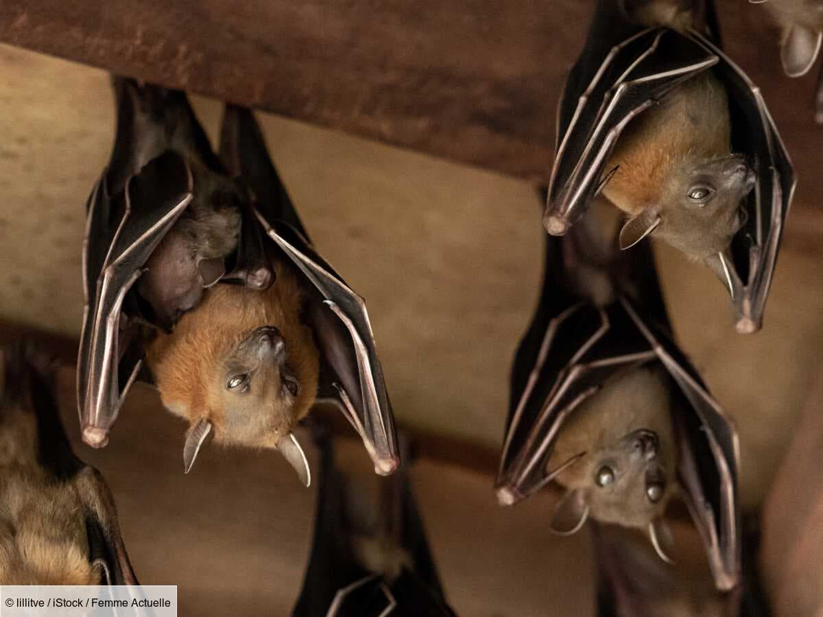 Une chauve-souris est rentrée chez moi : que faire ?