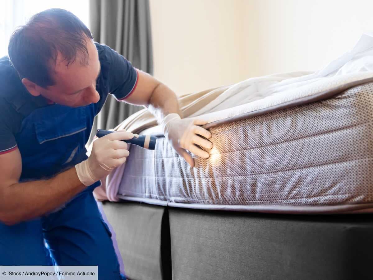 À quoi ressemble une punaise de lit ? (PHOTOS)