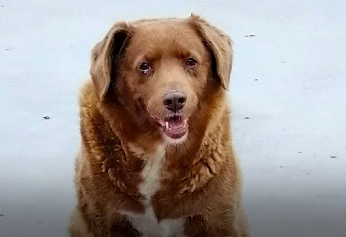 Il avait 31 ans ! Bobi, le plus vieux chien du monde est mort