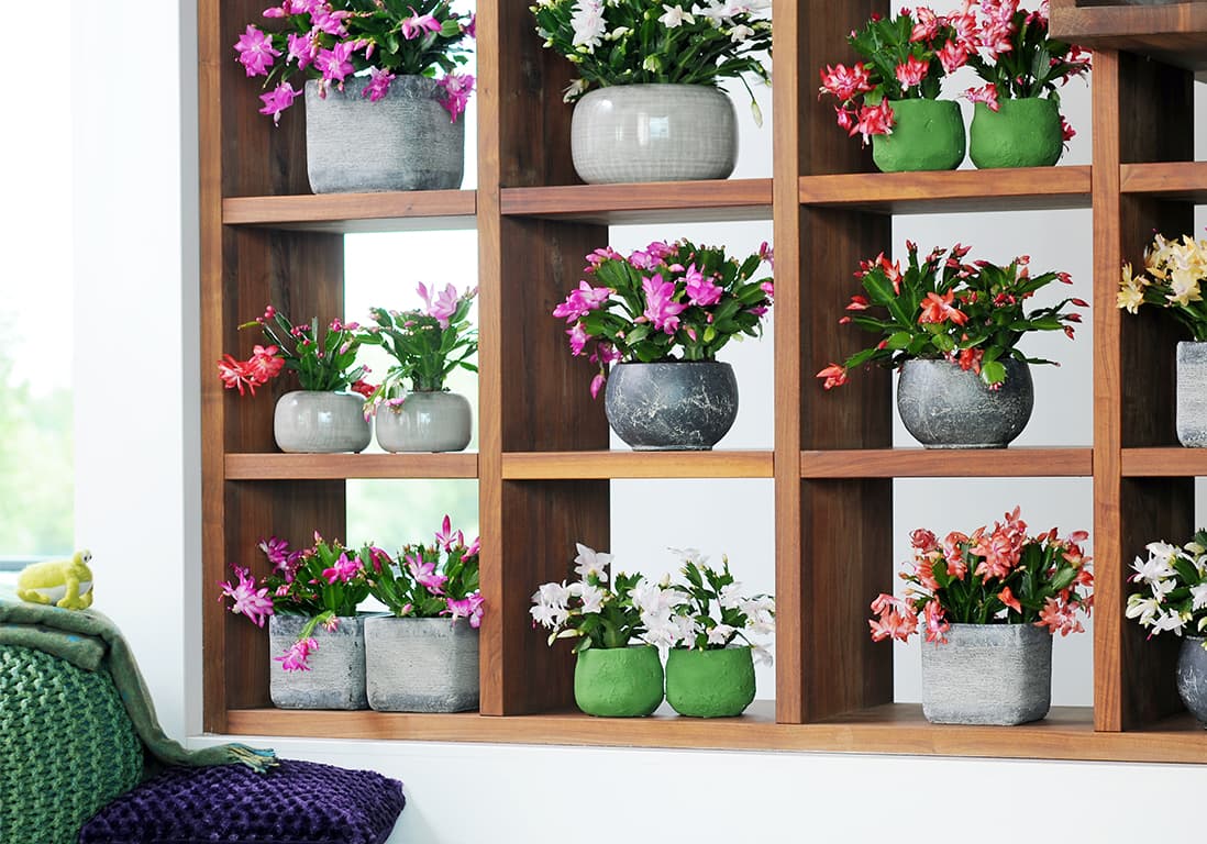 Cactus de Noël : bien entretenir un Shlumbergera