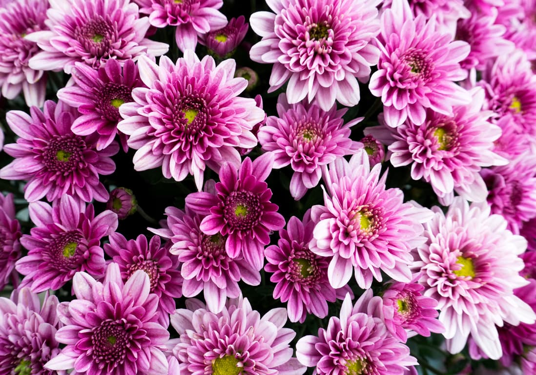 Comment bouturer un chrysanthème ?