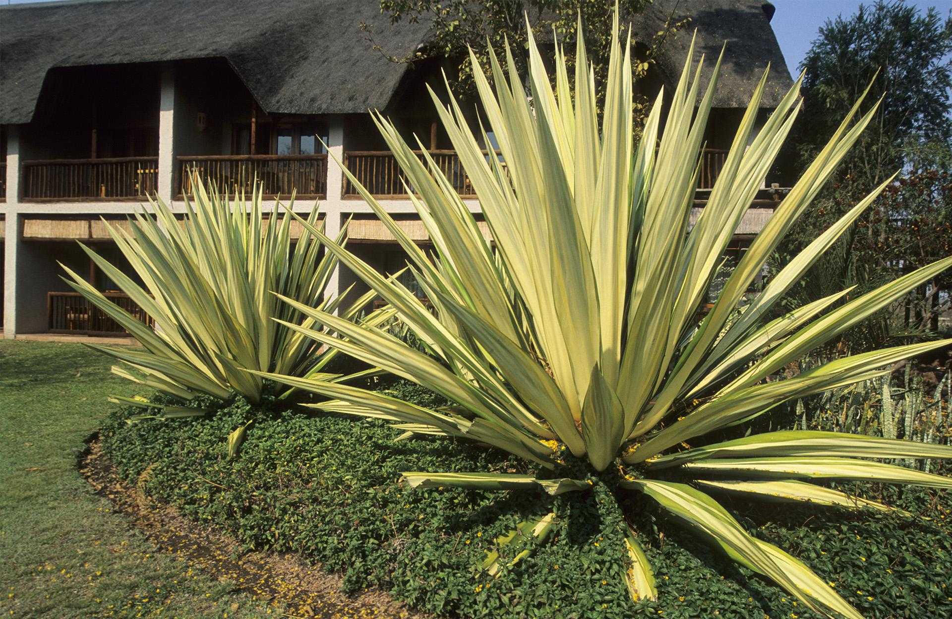 Le phormium, beau toute l’année