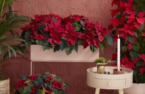 Le poinsettia pour fleurir Noël