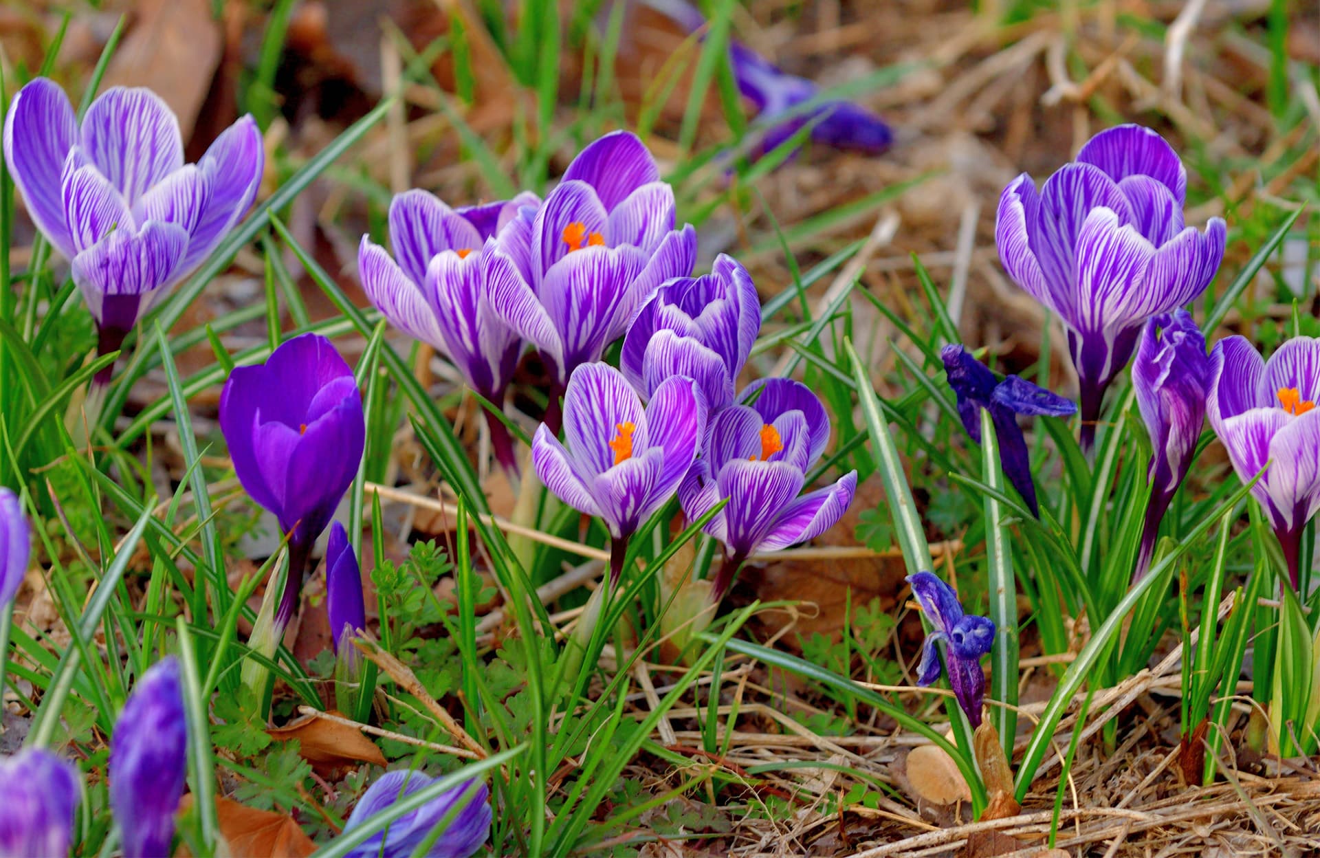 Les crocus, des bulbes annonciateurs du printemps