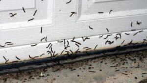 Après les punaises de lit, attention aux vers noirs dans votre maison cet hiver ! Tout ce qu’il faut savoir !