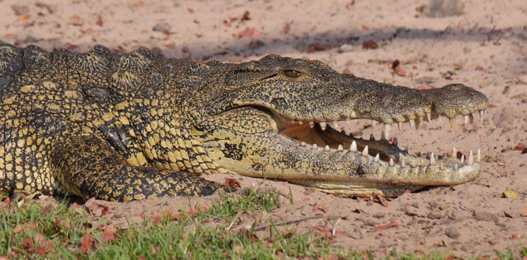 «Que dire du concept de la “mère crocodile” de Jacques Lacan?»