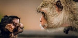Sommes-nous des parents animaux comme les autres?