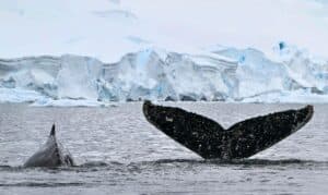 L’Antarctique menacé à son tour par les microplastiques