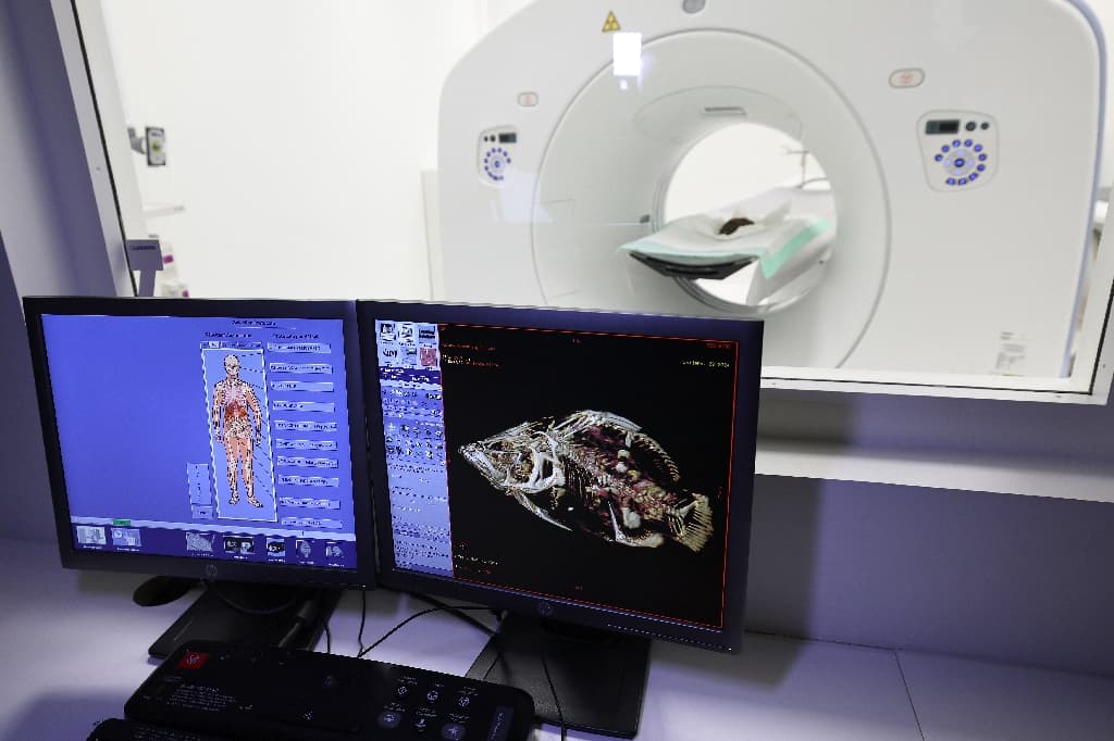 Cinq momies égyptiennes d’animaux révèlent leurs secrets au scanner