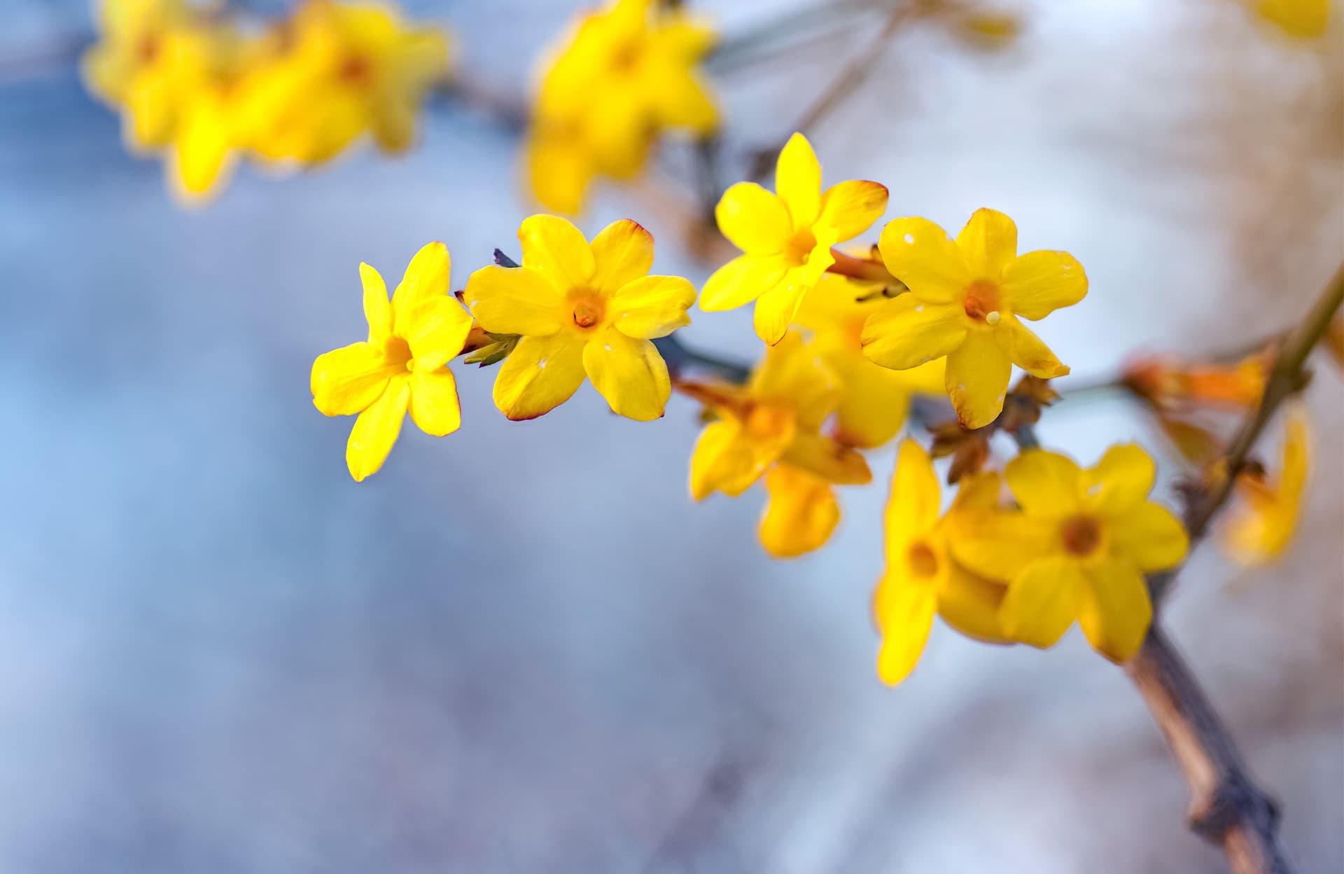 Le jasmin d’hiver, couleur et parfum en hiver