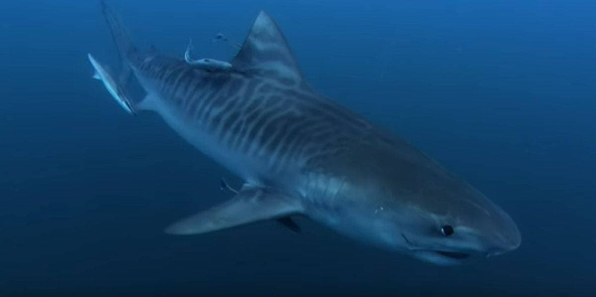 Dans le port de Sydney, une femme attaquée par un requin