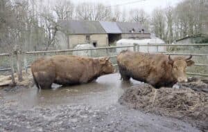 Ille-et-Vilaine : découverte de bovins vivant dans une mare de lisier