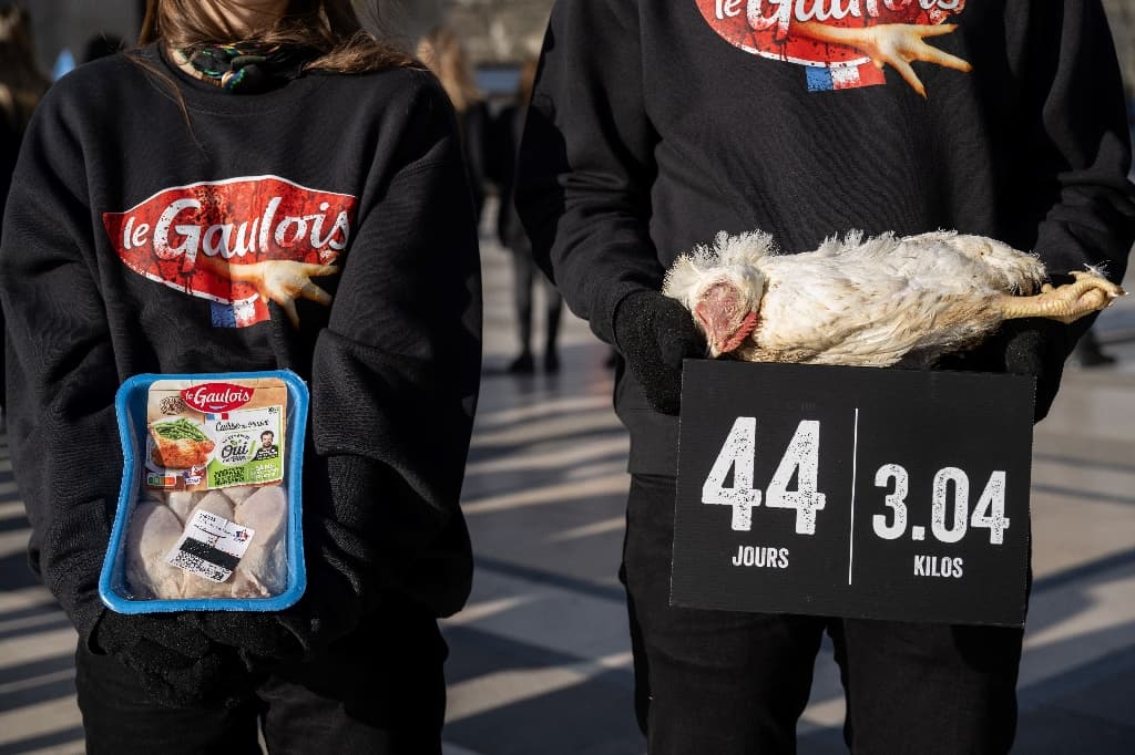 Conditions d’élevage: l’association L214 assignée en référé par le groupe LDC (Le Gaulois)
