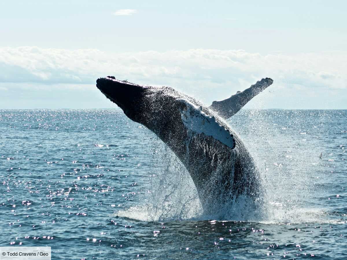 Le secret du chant des baleines enfin élucidé ?