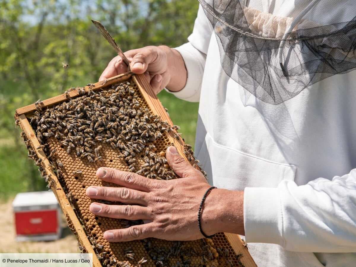 Les abeilles philosophes du delta de l’Évros