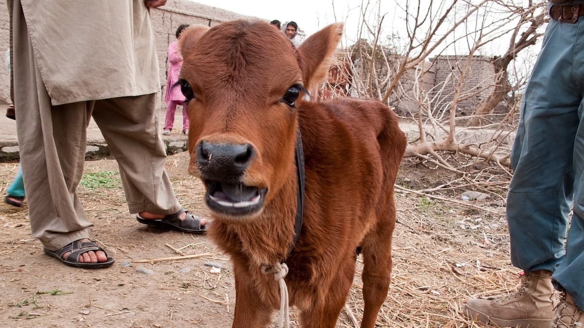 La prophétie de la vache rousse a-t-elle poussé le Hamas à attaquer Israël?
