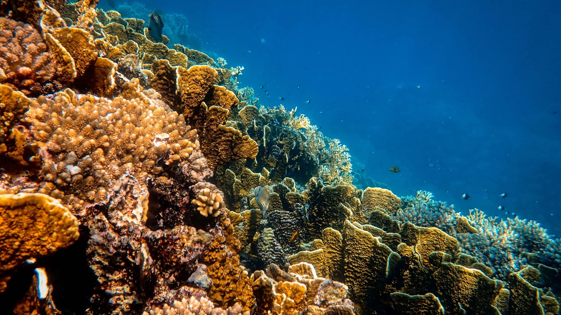 La Chine verse-t-elle du cyanure dans la mer à des fins géopolitiques?