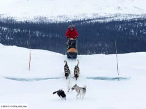 Qui sont les rois des chiens de traîneau ?