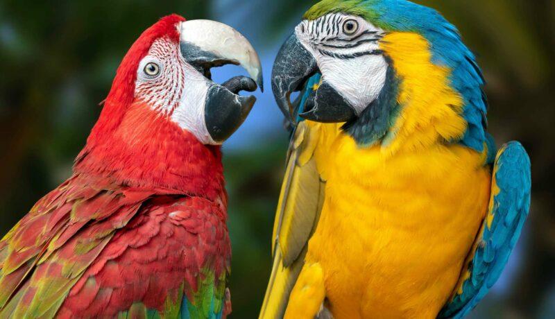 Les secrets vocaux des perroquets : entre imitation et communication