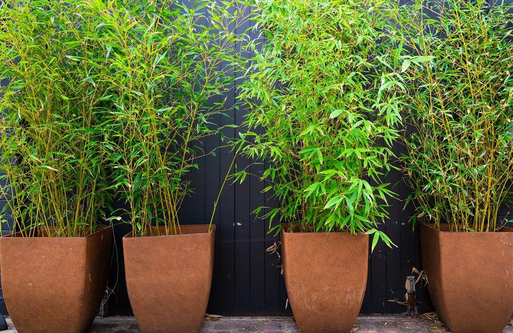 Cultiver des bambous en pot