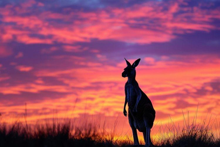 Découverte en Australie de squelettes de kangourous géants préhistoriques