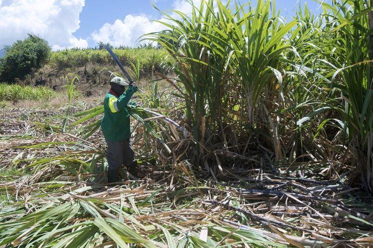 Canne à sucre: en Guadeloupe, le conflit prend fin mais sans grand enthousiasme