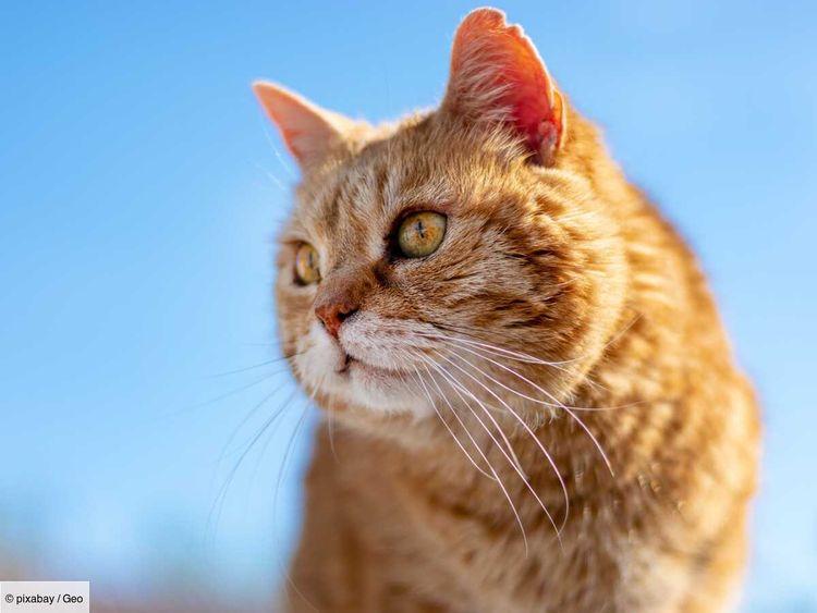 Les chats roux seraient-ils plus aventureux que les autres grâce aux Vikings ?
