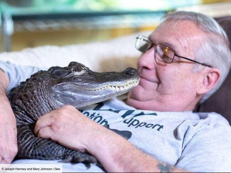 Wally, l'alligator de soutien émotionnel, volé à son propriétaire puis relâché dans un marais