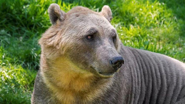 Connaissez-vous le pizzly, cet étrange animal hybride, croisement d’un grizzly et un ours polaire ?