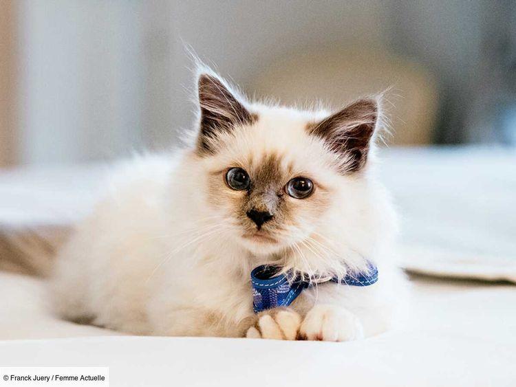 Socrate : ce chat est la nouvelle mascotte du palace parisien Le Bristol